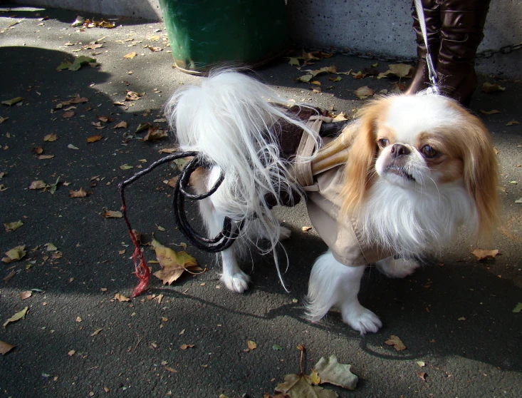 a dog wearing furry clothing tied to its leash