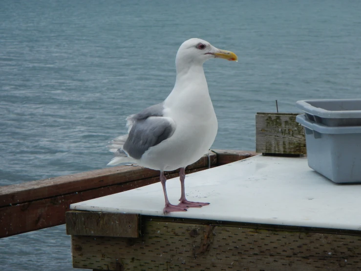 a bird standing on the end of a wooden pier