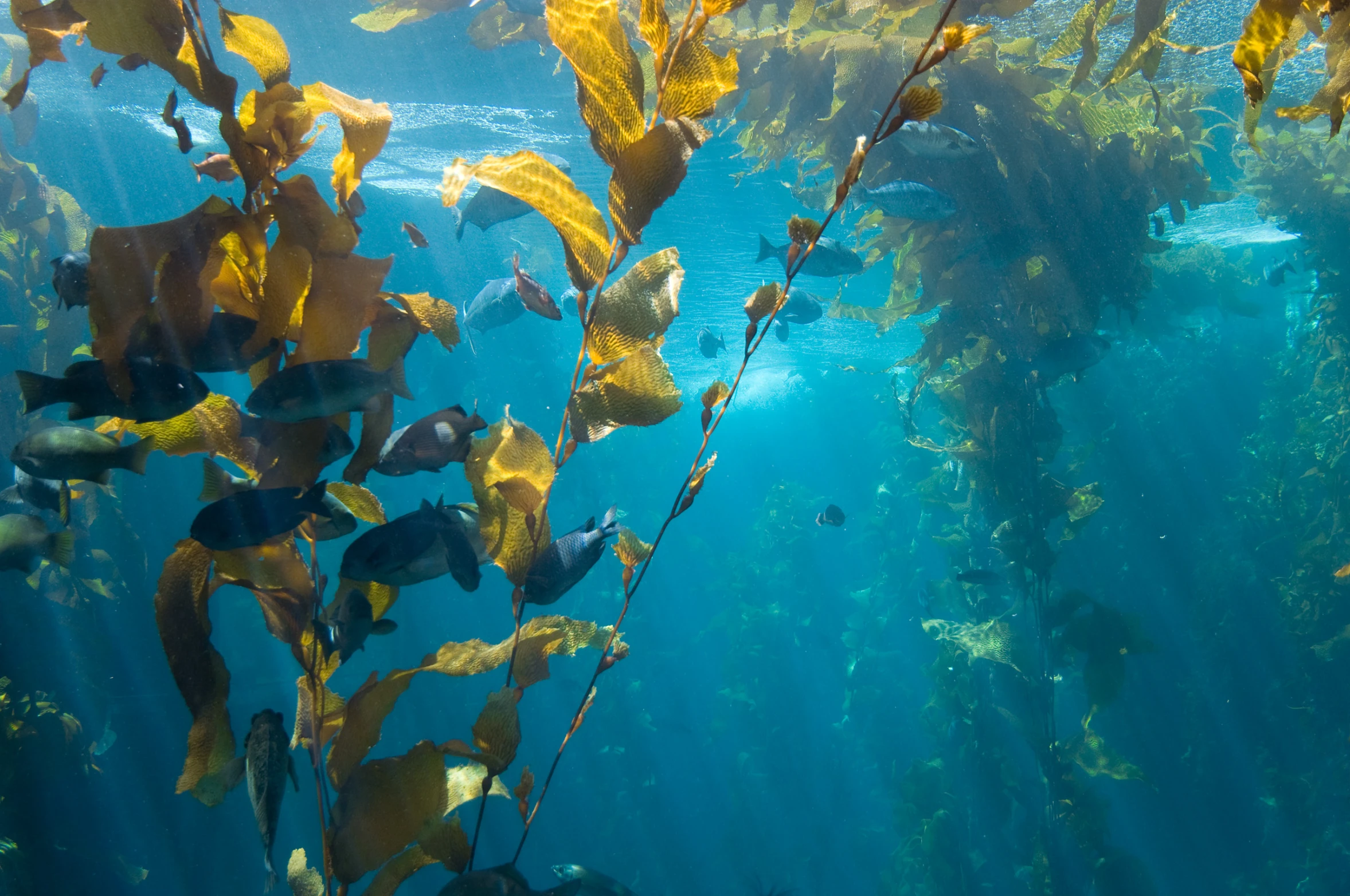 a picture of water plants inside an ocean