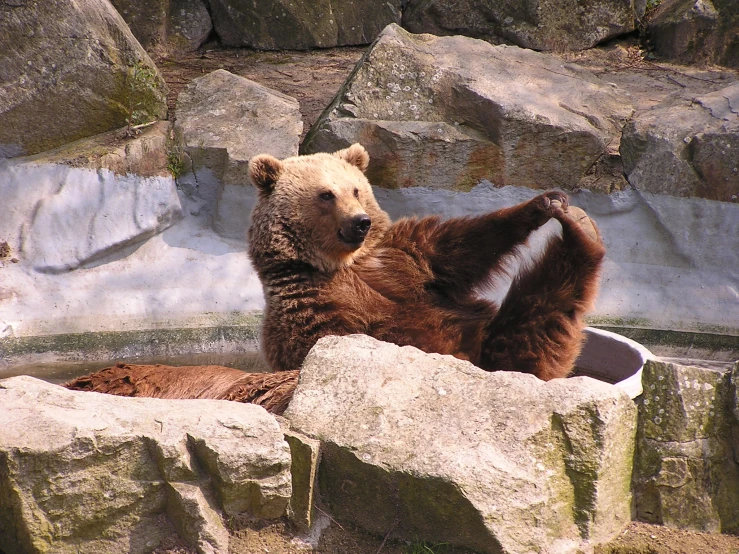 a bear sitting on some rocks on his side