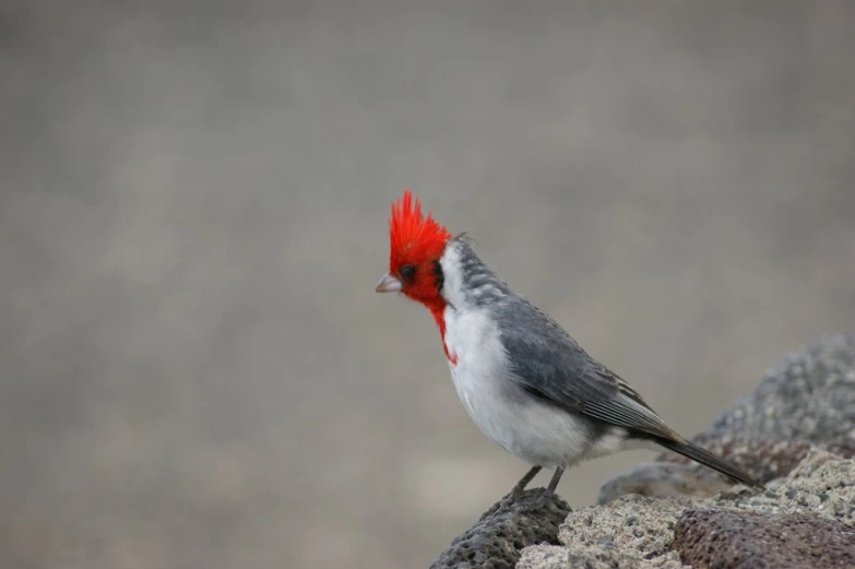 the small bird with red head is sitting on a rock