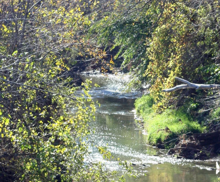 trees and water surrounding a grassy field and stream