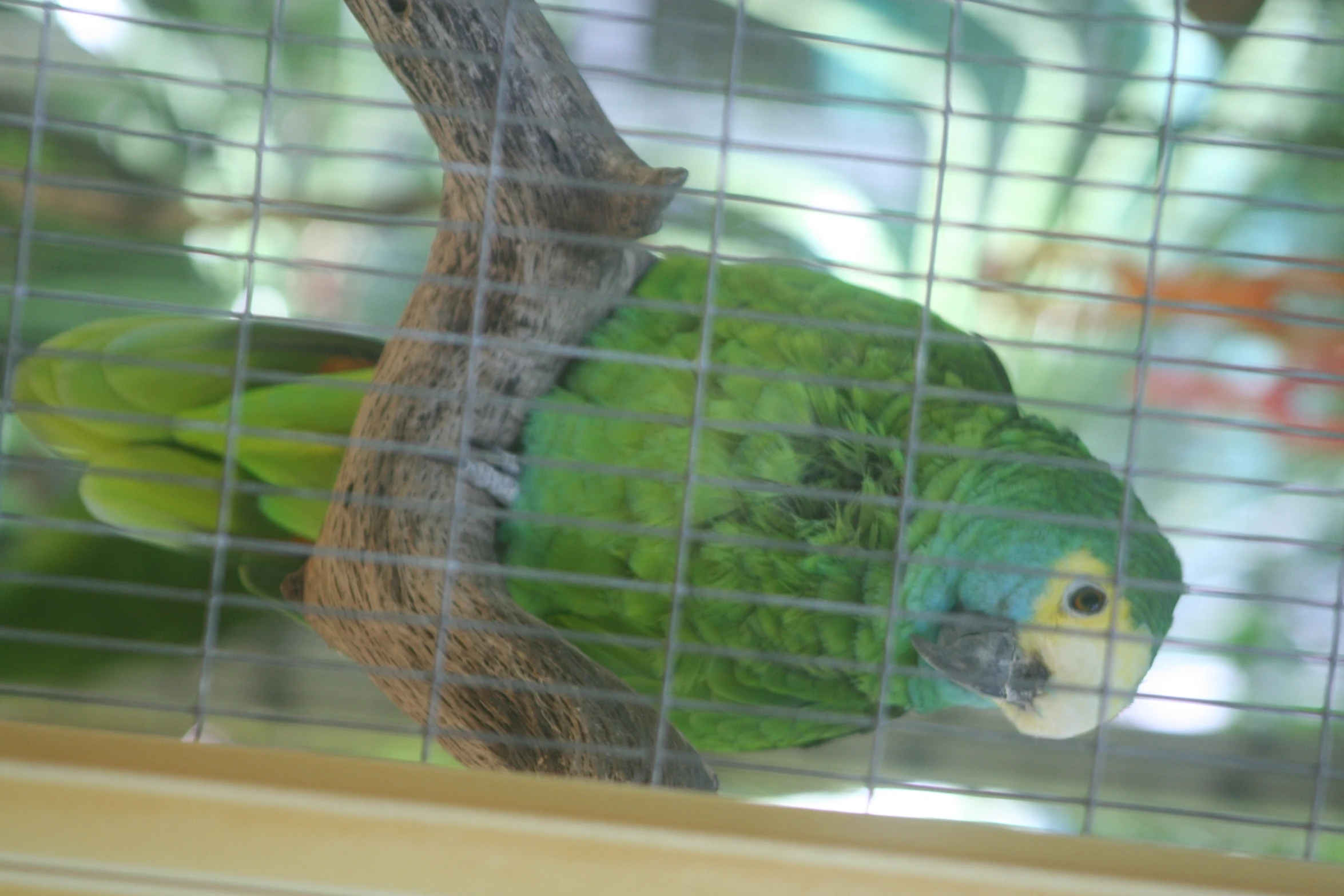 a large green bird perched on a nch of a tree