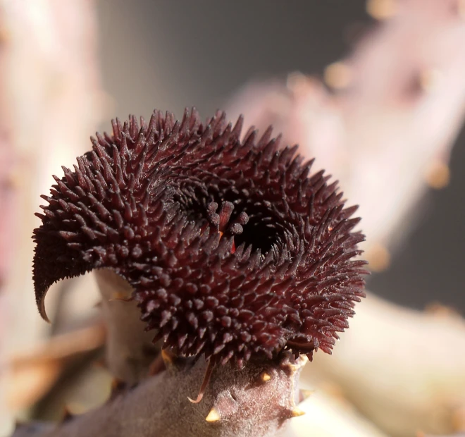 an insect that is standing in a flower