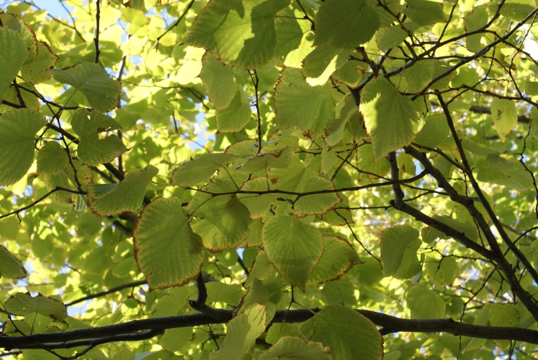 trees leaves nches with sunlight and blue sky