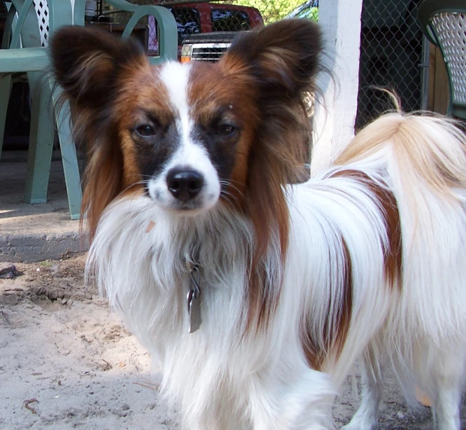 a dog that is standing in the dirt