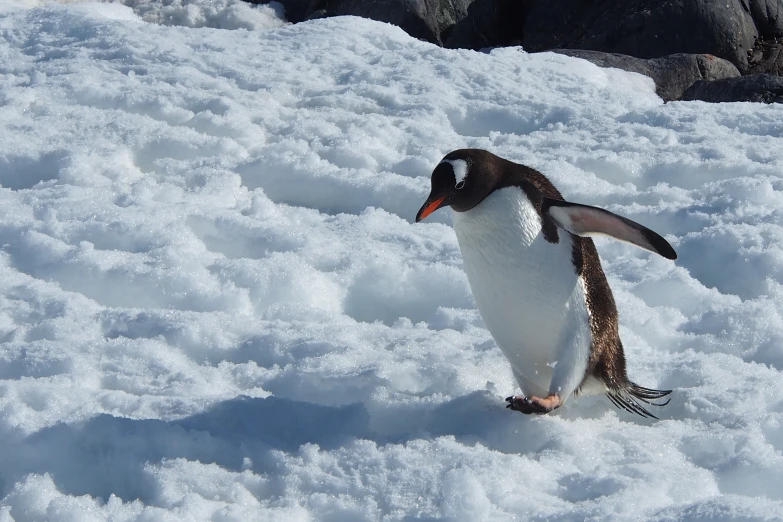 a penguin is standing on top of snow
