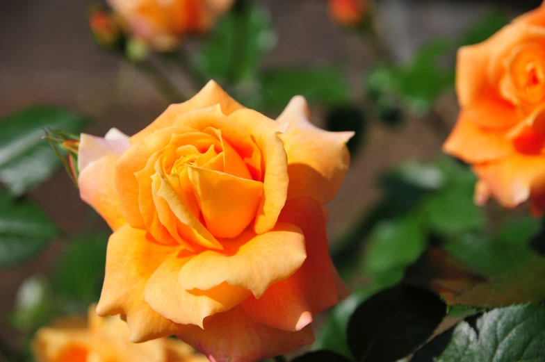 a bright orange rose blooming in the sunshine