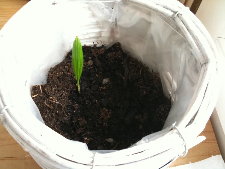 the plant is growing in the small white plastic container