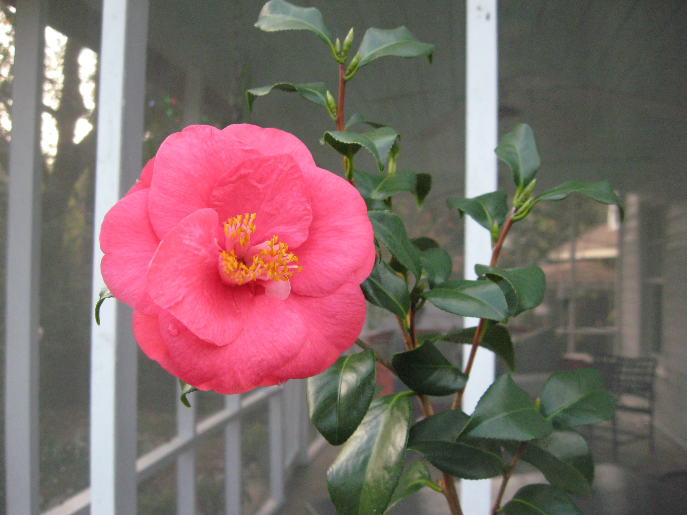 a flower that is pink with some water in it