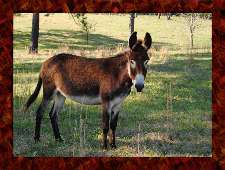 an image of a small donkey in the woods