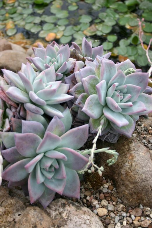 a group of flowers and rocks near water