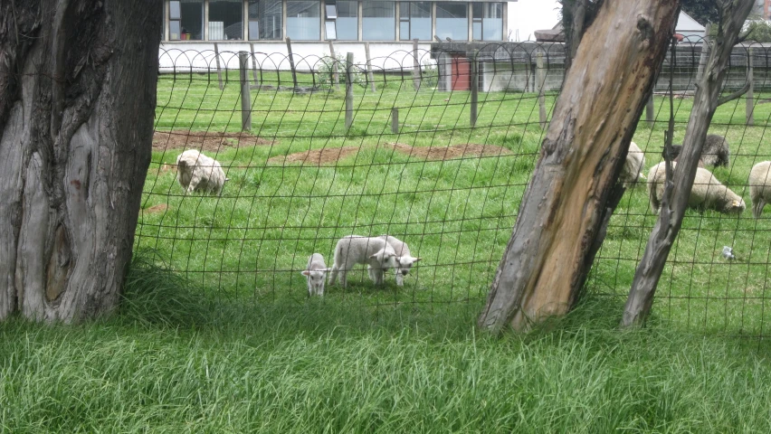 some animals are in a grass field with a fence