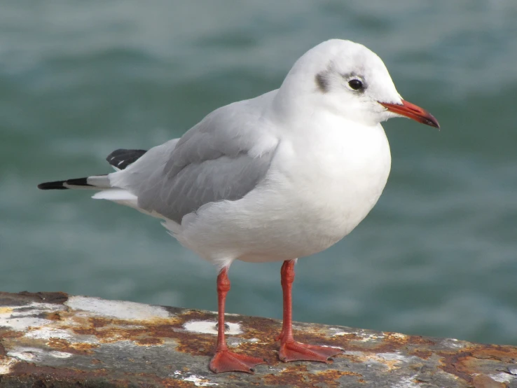 a white bird standing on top of a metal railing