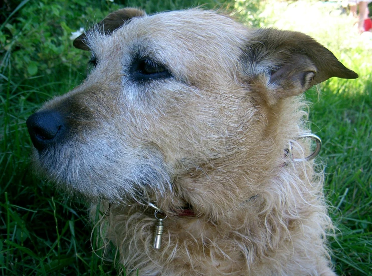 a wet looking dog sitting in the grass