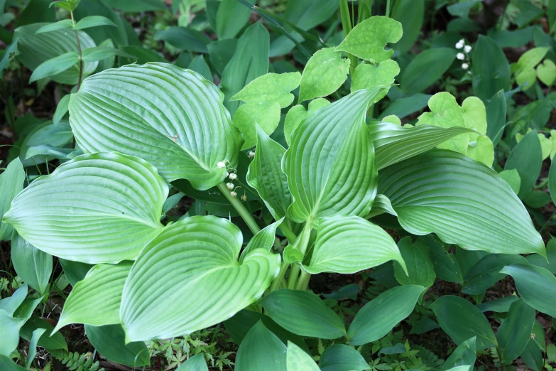 the plant is green and large with lots of leaves