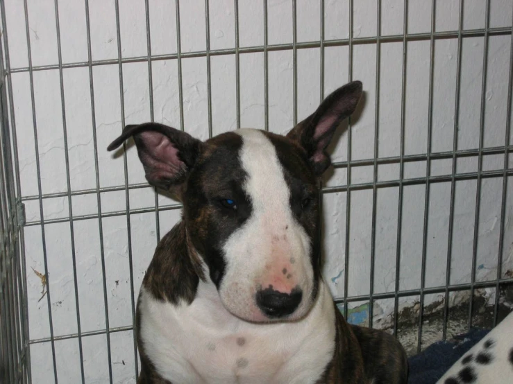 a bull dog sitting in a room with bars