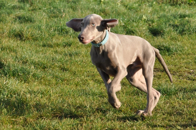 a small gray dog runs through a field