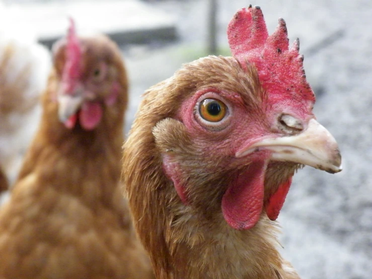 brown and white chickens with red feathers looking at the camera