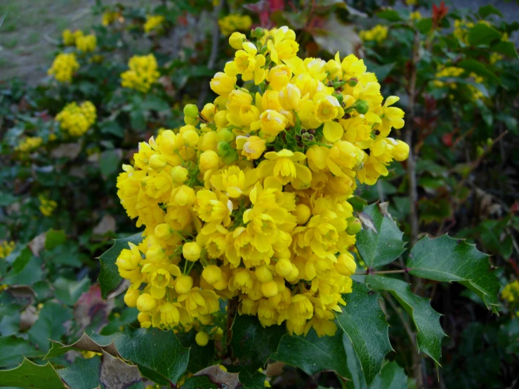 closeup of yellow flower blooming in the garden