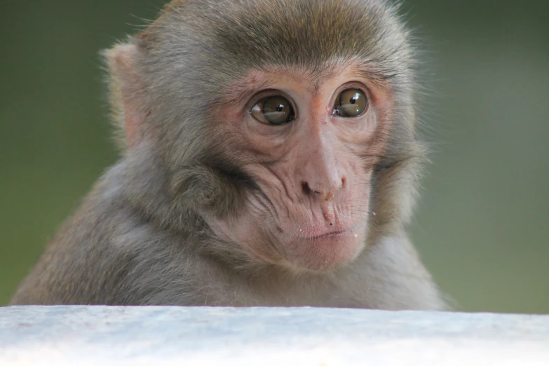 a brown monkey looking intently at the camera