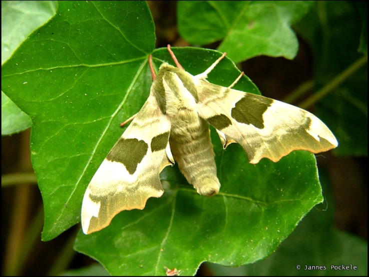 an image of a moths resting on a leaf