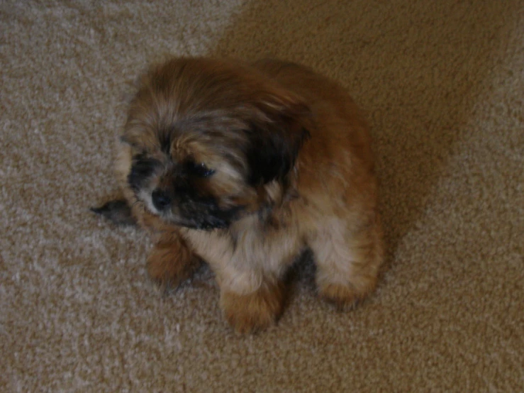 the small brown dog is sitting on a carpet