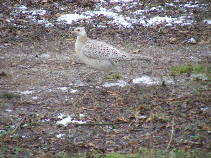 a large white bird walking on top of a dirt field