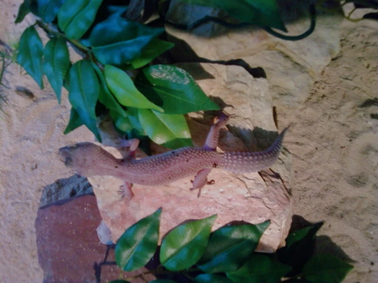 a lizard resting on top of a green leafy plant