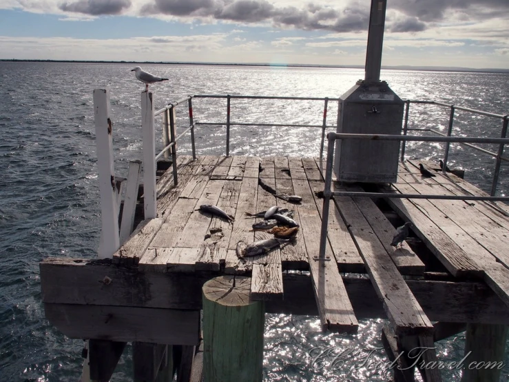 birds perch on the end of a pier in the ocean