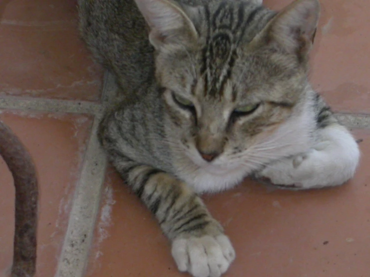 a tabby cat looking down with a paw on the floor