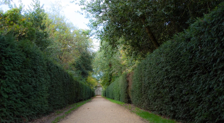 the road is lined with green bushes and trees