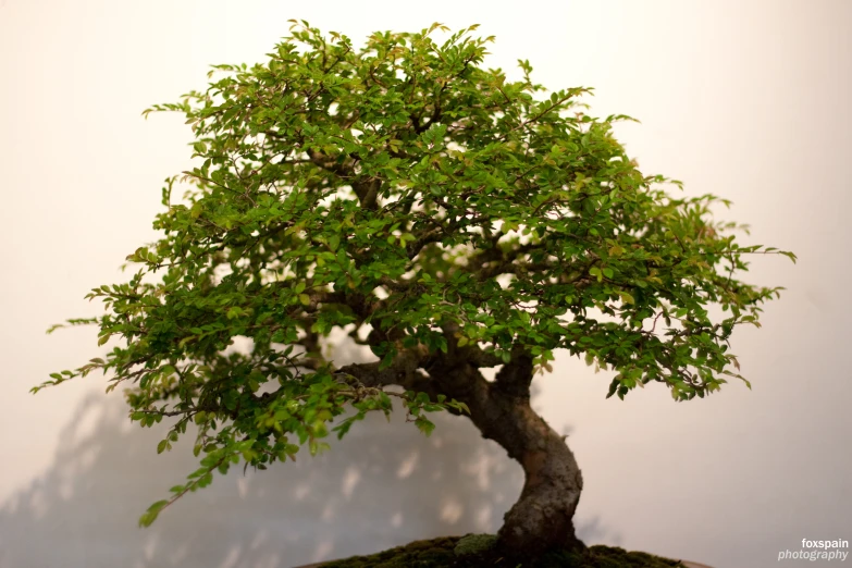 an evergreen tree in a bonsai style setting with light shadow