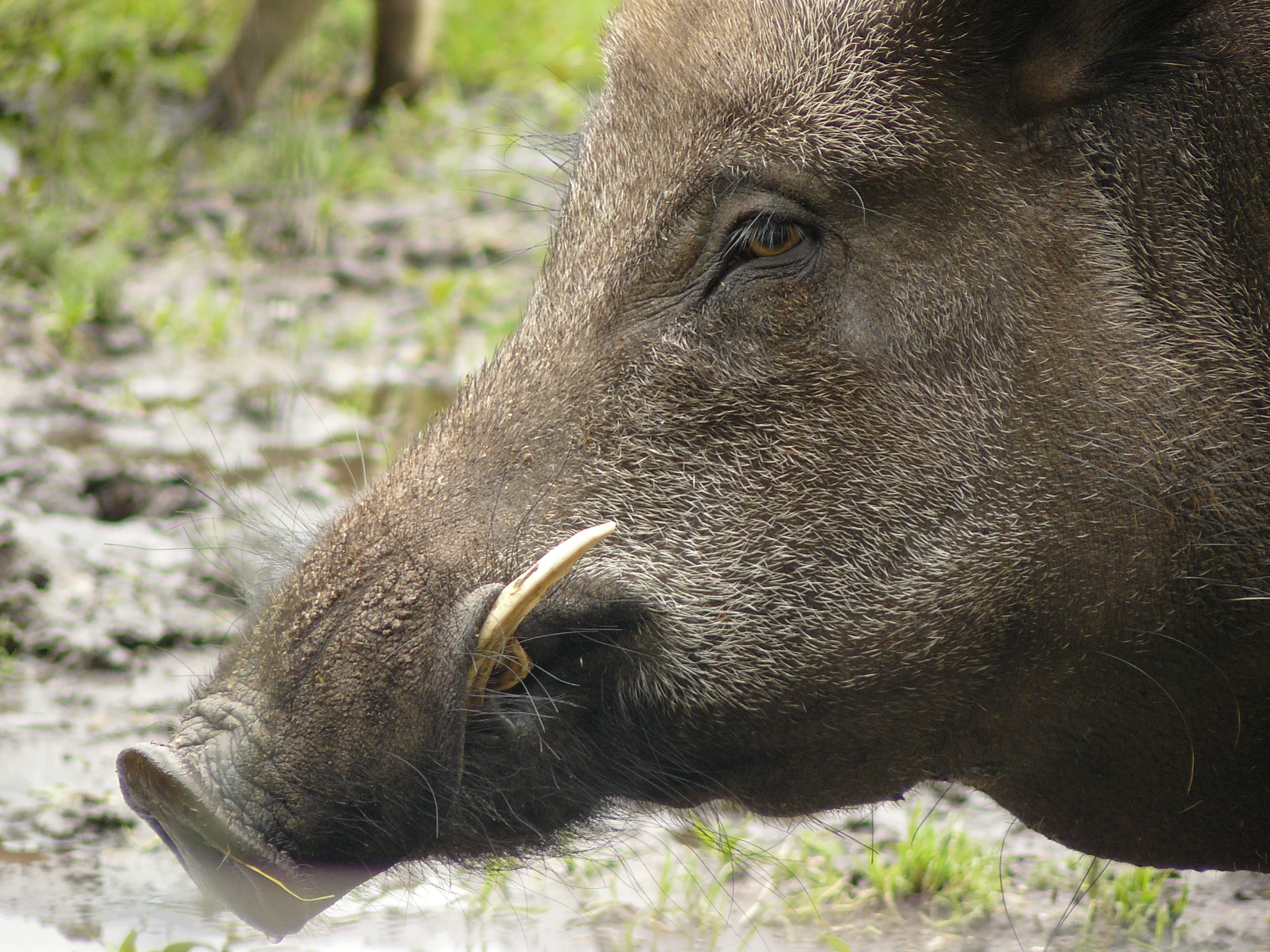 a bull with a long horn standing on the ground