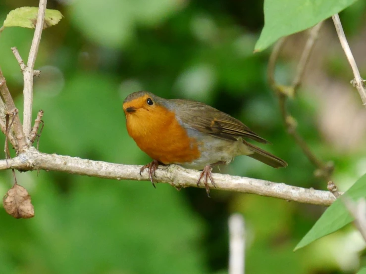 a small brown and orange bird sitting on a nch