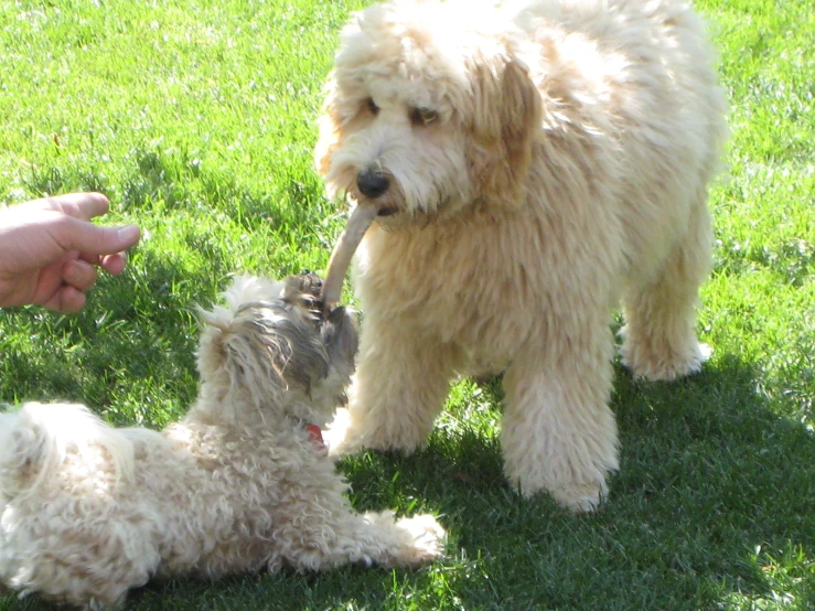 two dogs are playing and a person is holding soing in their mouth