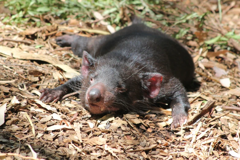 a small black animal lying on top of leaves and straw