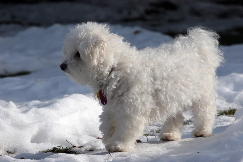 a small white fluffy dog standing in the snow