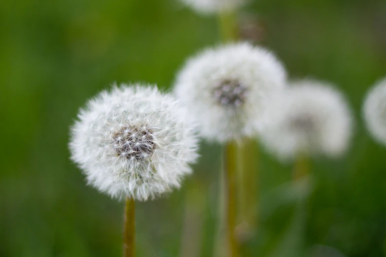 the dandelion is moving on the wind and it is white