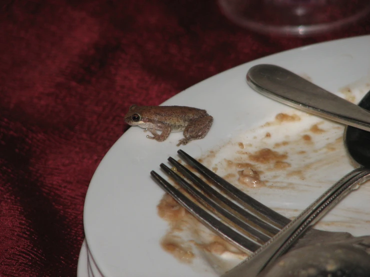 a dirty plate with a frog sitting on it