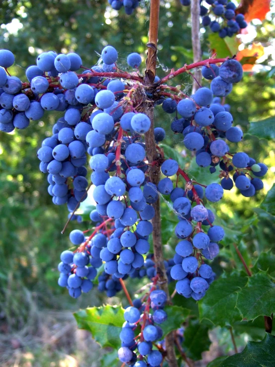 gs that are on the bush for harvest