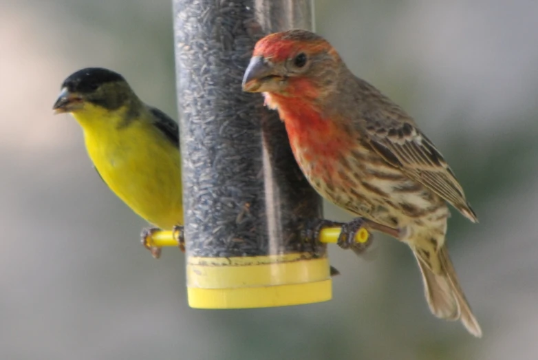 two birds perch on a feeder with their beaks up