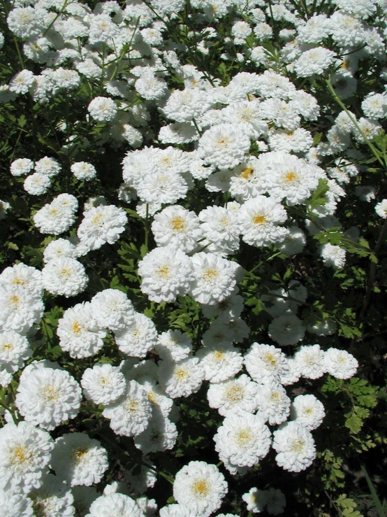 a field of white and yellow flowers with some green leaves