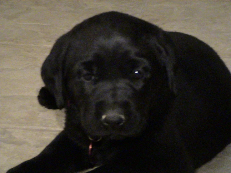 a black dog with a red tag sits on the floor