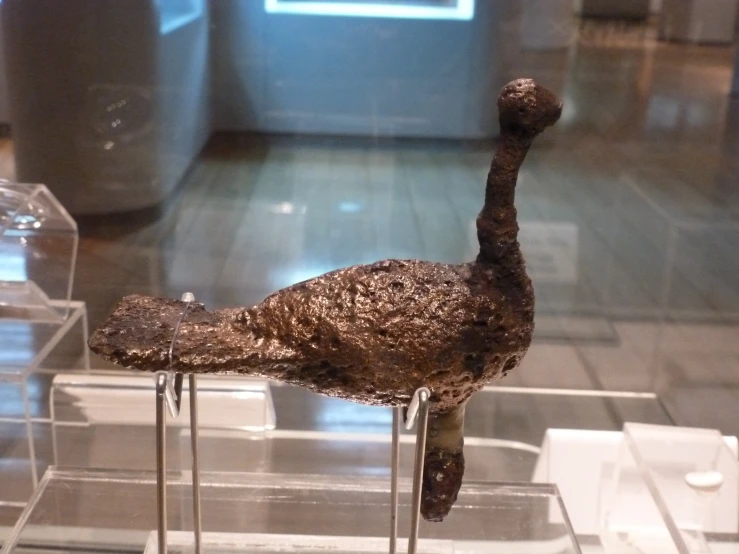 an ancient animal is displayed on a glass platform