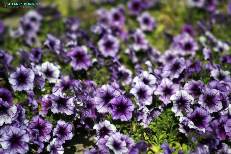 many small purple flowers that are blooming on the ground