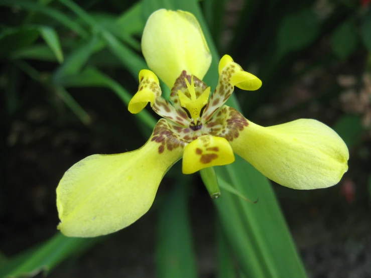 an image of a close up of a flower