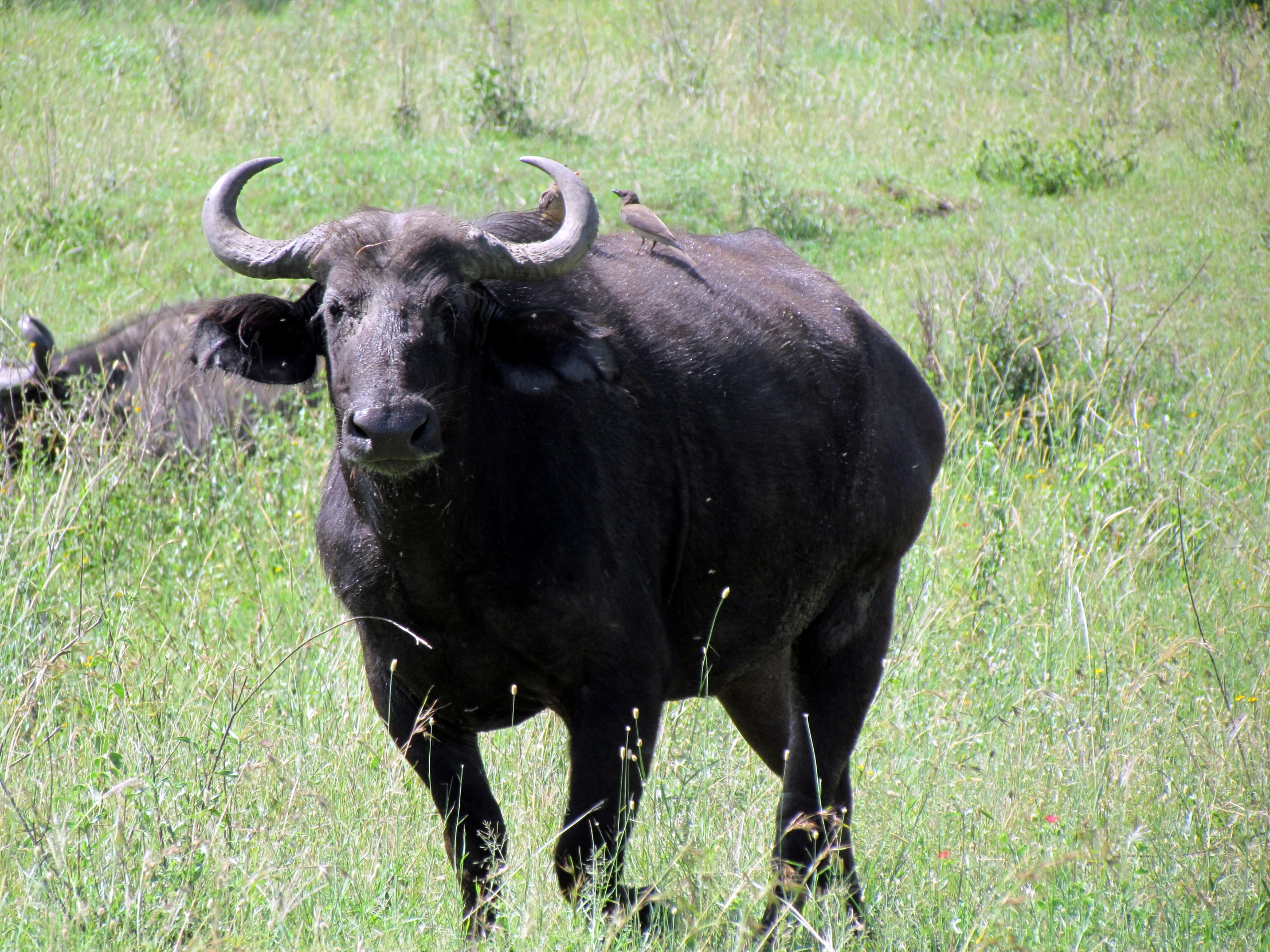 a black bull is in some tall grass