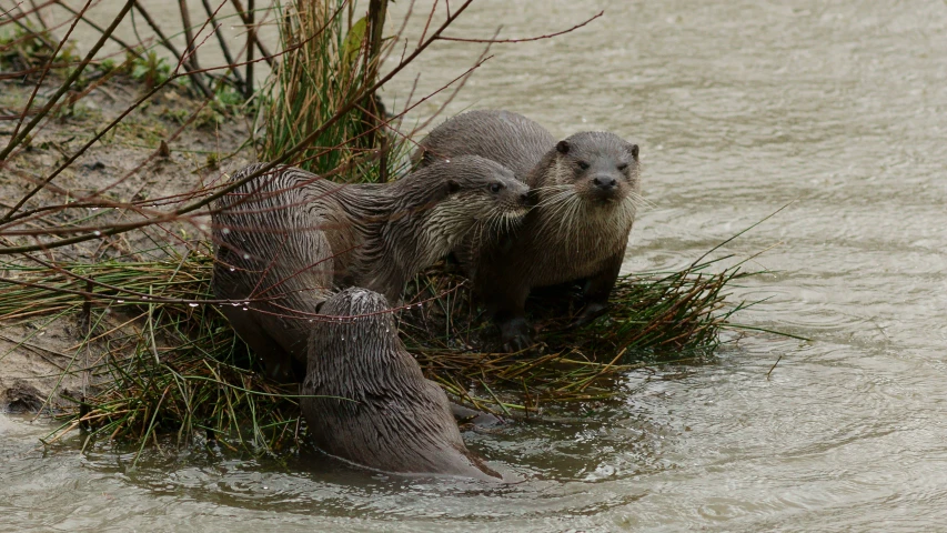 two baby gray otters playing with a fish net