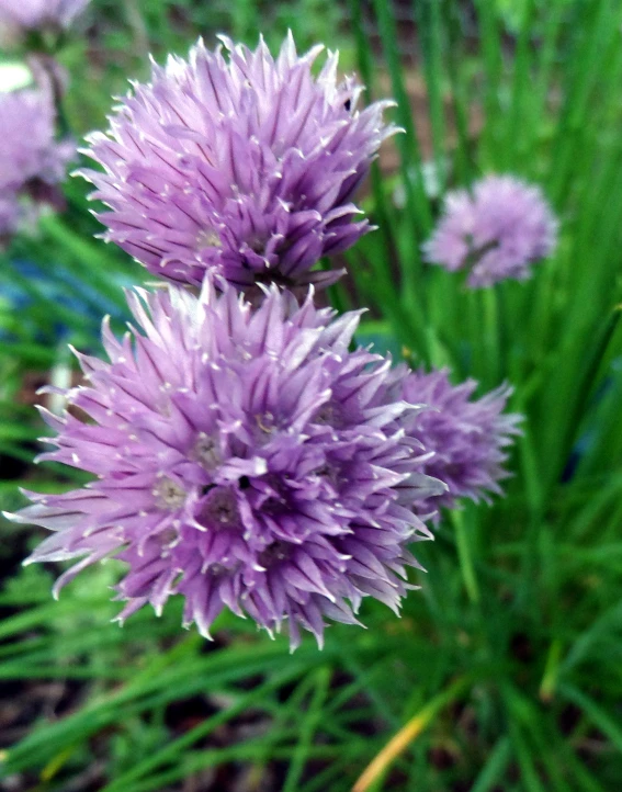 some very pretty purple flowers in a field